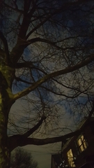 Platanus × hispanica