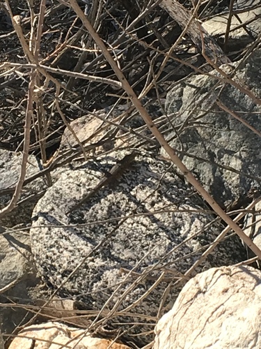 iNaturalist observation photo of Common Side-blotched Lizard