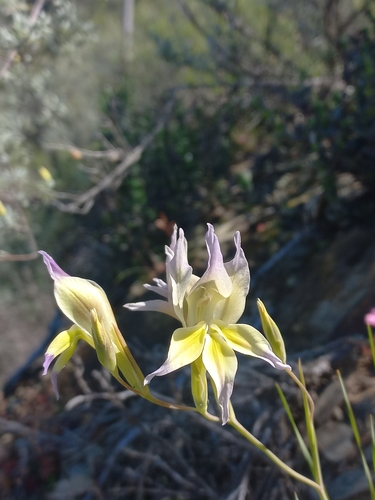 Image of Purple Kalkoentjie (Gladiolus venustus) by (c) Brian du Preez, some rights reserved (CC BY-SA)