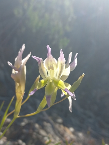 Image of Gladiolus venustus by (c) Brian du Preez, some rights reserved (CC BY-SA)
