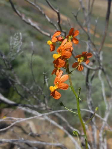 Velvet Lionface (Nemesia pageae)