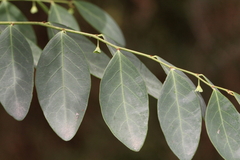 Breynia oblongifolia