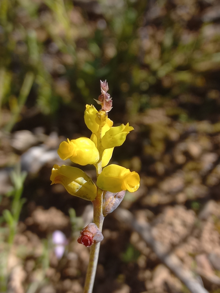 Lachenalia ameliae, Overberg, ZA-WC, ZA