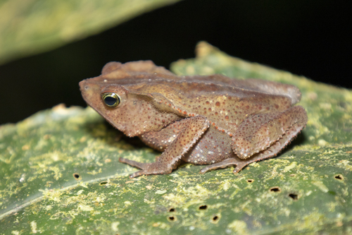Sharp-nosed Forest Toad, Rhinella acutirostris