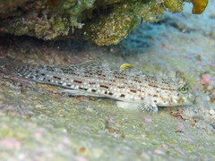 Ornate Goby photo 4