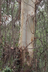 Eucalyptus grandis
