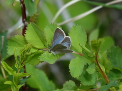 Glaucopsyche lygdamus couperi