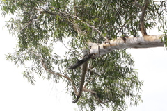 Eucalyptus pilularis
