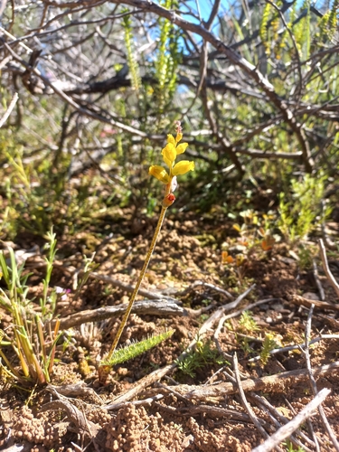 Lachenalia ameliae