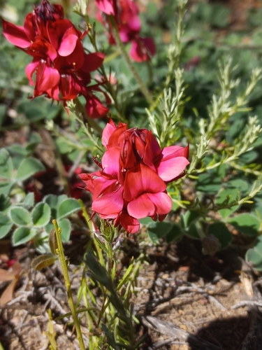 Indigofera anastasia MS (Indigofera anastasia)