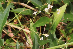 Persicaria strigosa