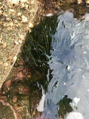 Phyllospadix scouleri