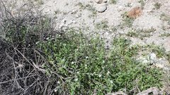 Cryptantha barbigera fergusoniae