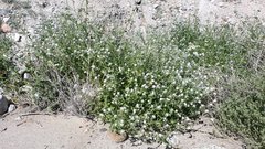 Cryptantha barbigera fergusoniae