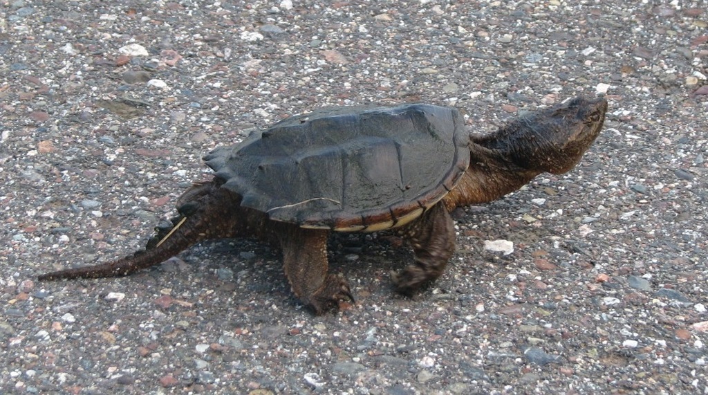 Common Snapping Turtle from Near Spearhead Campground, Wisconsin on May ...