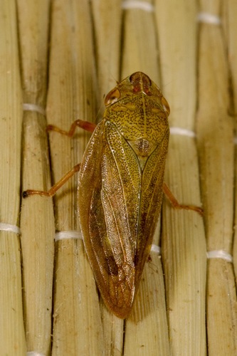 Willow Spittlebug, photo 3 of 8