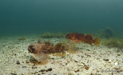 Hemitripterus americanus