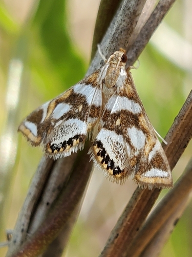 Bold Medicine Moth photo 4
