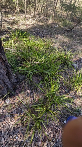 Chlorophytum comosum
