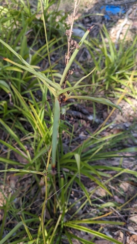 Chlorophytum comosum