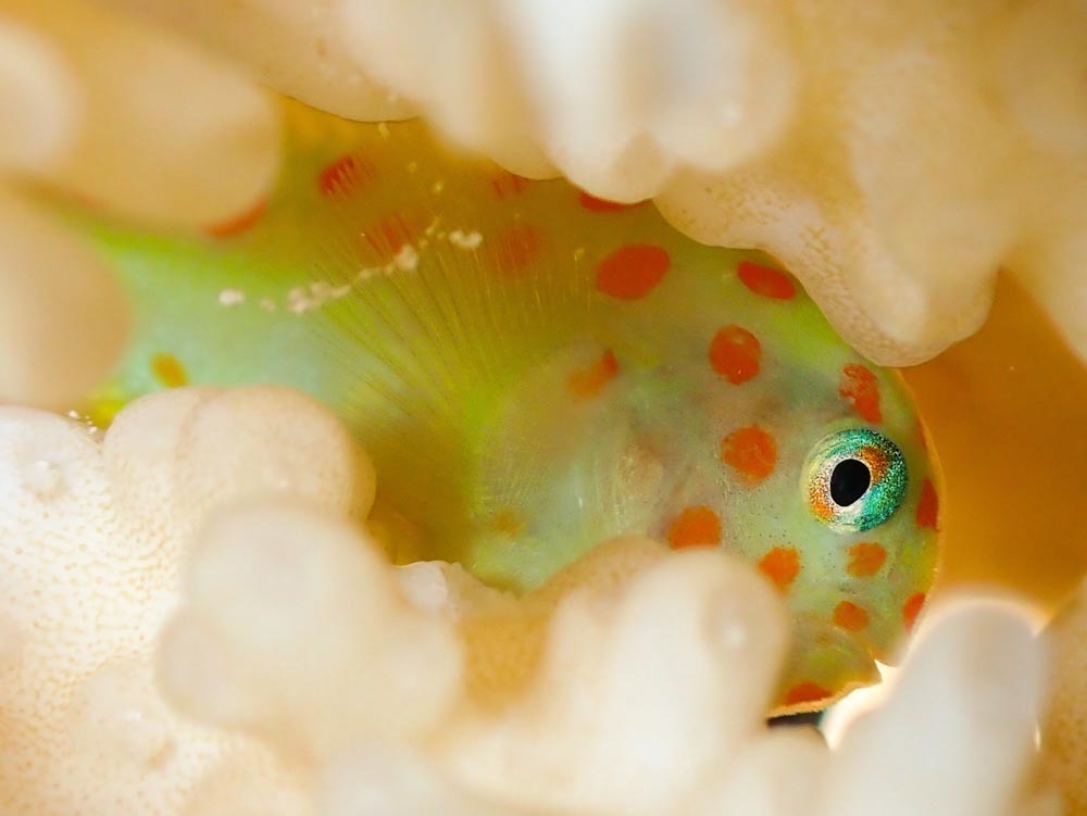 Red-Spotted Coralgoby