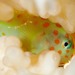 Red-spotted Coralgoby - Photo (c) Raphael Forns, some rights reserved (CC BY-NC), uploaded by Raphael Forns