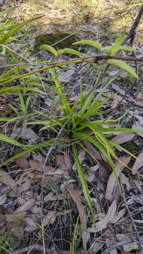 Chlorophytum comosum