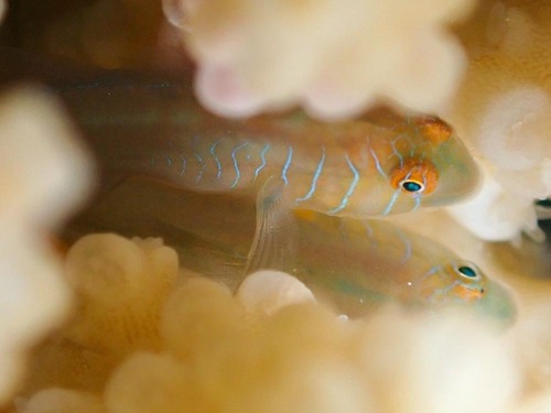 Red-spotted coral goby (Gobiodon rivulatus) — Gobiidae