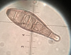 Helminthosporium velutinum image