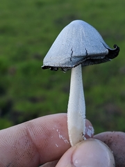 Coprinopsis nivea