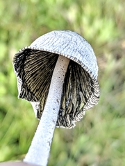 Coprinopsis nivea