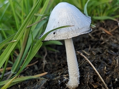 Coprinopsis nivea
