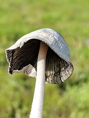 Coprinopsis nivea