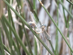 Rhionaeschna absoluta