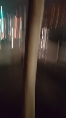 Platanus × hispanica