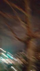 Platanus × hispanica