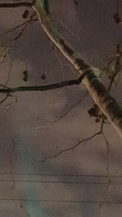 Platanus × hispanica