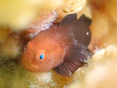 Redhead Goby photo 1