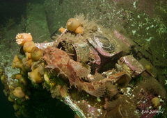 Hemitripterus americanus