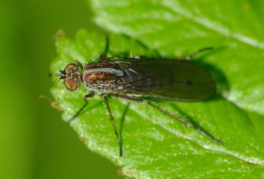 Tetrachaetus bipunctatus