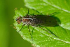 Tetrachaetus bipunctatus