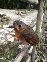 Grallaria guatimalensis