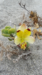 Alstroemeria werdermannii flavicans
