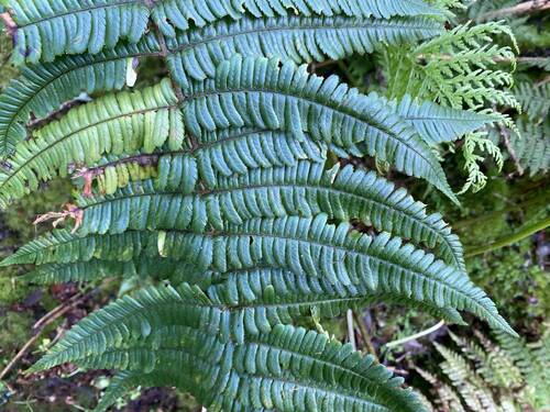 Dryopteris subbipinnata observed 2023-05-20