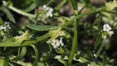 Pectocarya peninsularis