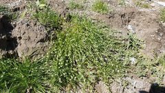 Pectocarya peninsularis