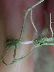 Usnea intermedia