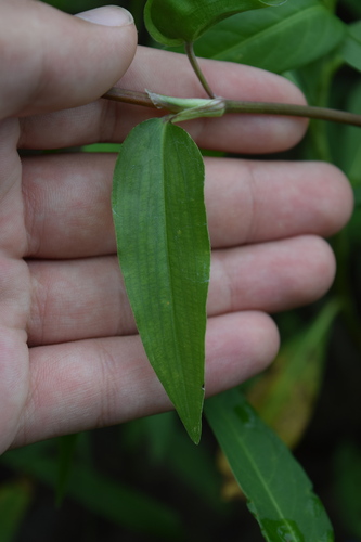 Commelina diffusa