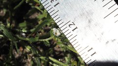 Pectocarya peninsularis