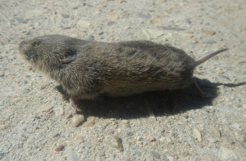 Lusitanian pine vole, Comunidad de Madrid, Madrid, Spain, photo 7 of 10